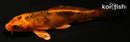 4.25" KIN ORENJI MATSUBA