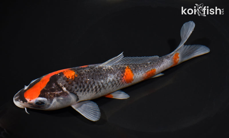 7" GOSHIKI
