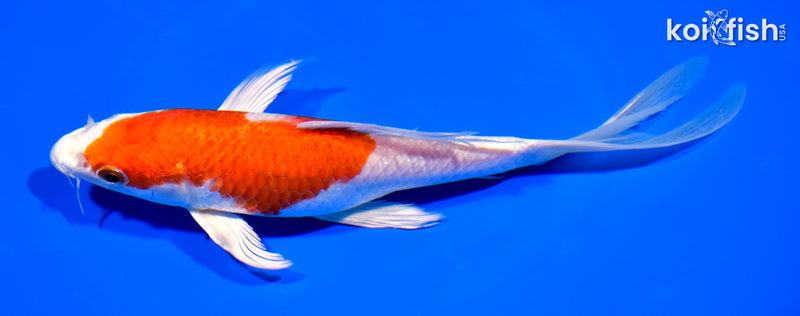 8" HARIWAKE BUTTERFLY