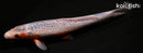 11.75" ASAGI