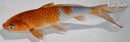 8" OCHIBA SHIGURE