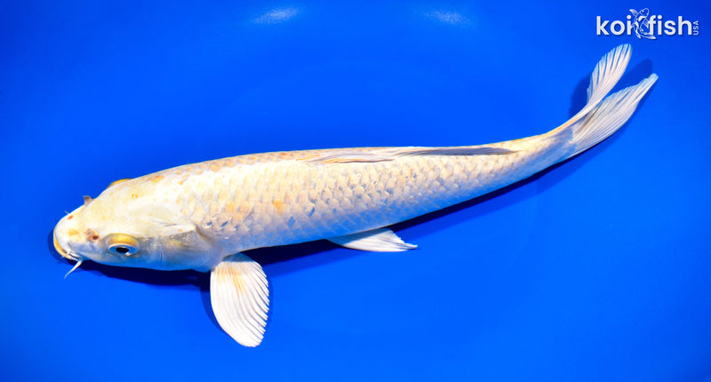 11.25" YAMABUKI OGON