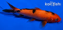 5.5" AKA BEKKO