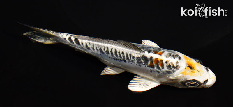 5.25" KIN KIKOKURYU