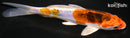 6.25" BENI KIKOKURYU