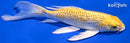6.5" GINRIN YAMABUKI OGON BUTTERFLY
