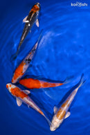 PACK OF (5) 3.5-4.5" STANDARD KOI