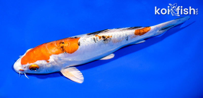 7.5" HEISEI NISHIKI
