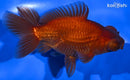 4.75" TELESCOPE FANTAIL GOLDFISH