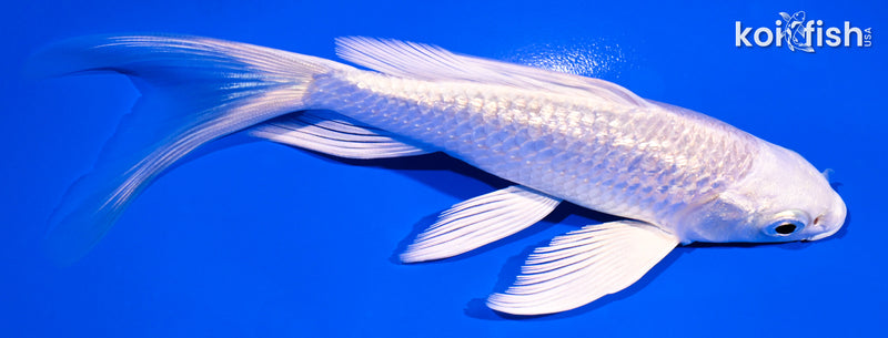 5.5" GINRIN PLATINUM OGON BUTTERFLY