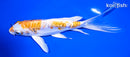 7.25" GINRIN KIKUSUI BUTTERFLY