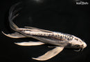 10" KIKOKURYU BUTTERFLY