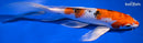 9" YAMATO NISHIKI BUTTERFLY