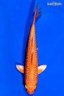 6.5" GINRIN DOITSU ORENJI OGON