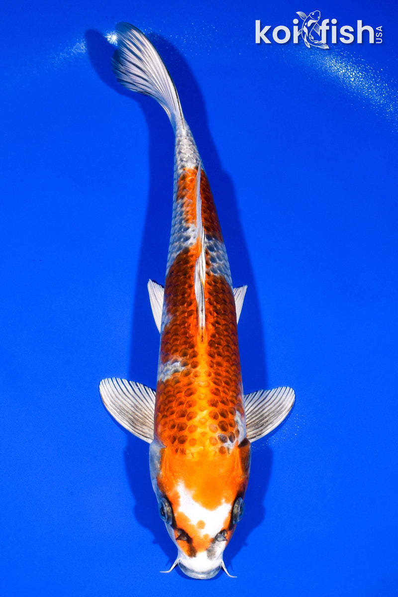 12" BENI GINGA