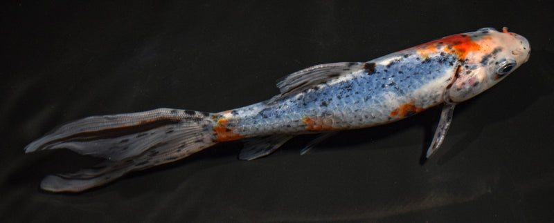 7" SHUBUNKIN GOLDFISH