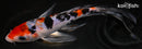 8" SANKE BUTTERFLY