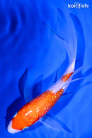 6.75" KOHAKU BUTTERFLY