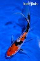 6.75" SANKE BUTTERFLY
