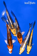 PACK OF (5) 4.25-4.75" VARIETY KIKOKURYU STANDARD KOI