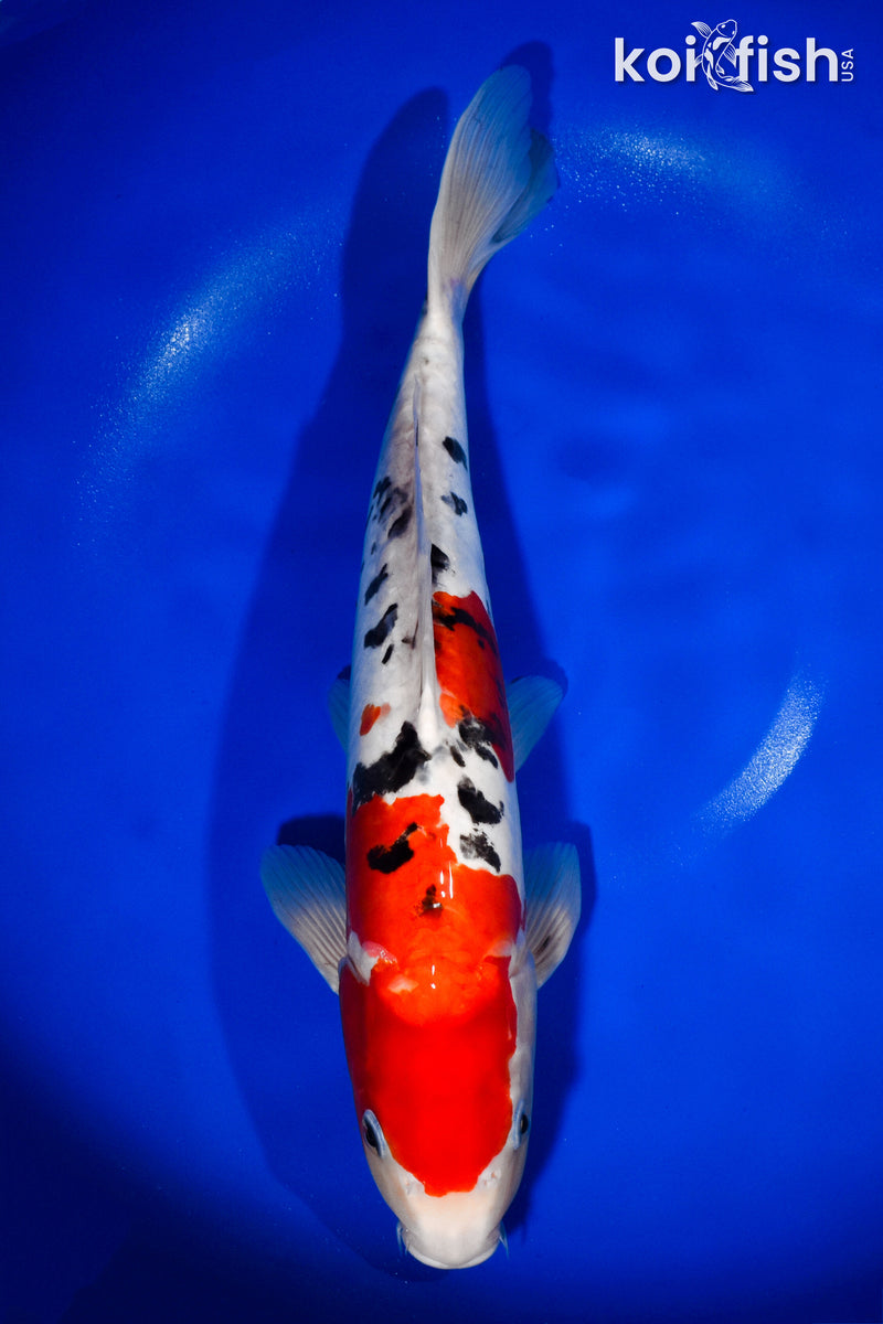 14.5" DOITSU SANKE