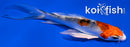 4.5" KUJAKU BUTTERFLY