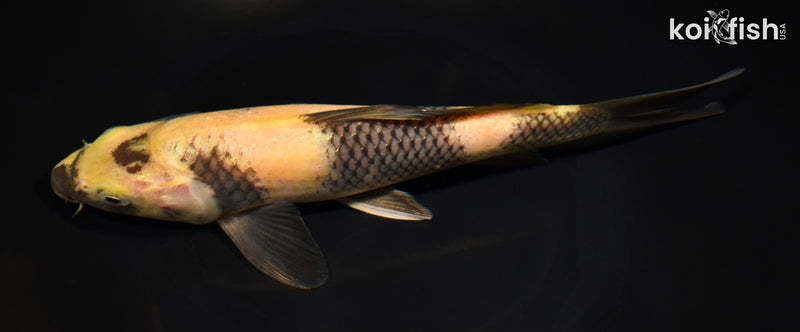 9.25" KI UTSURI