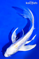 7.5" DOITSU LEMON HARIWAKE BUTTERFLY