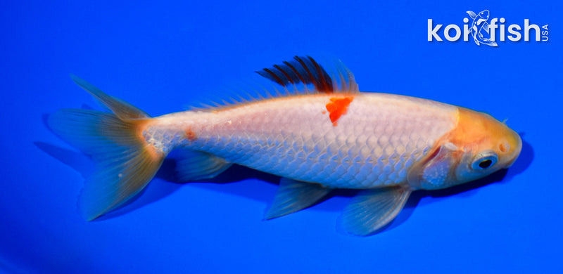 4.75" WAKIN GOLDFISH