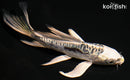 5" KIKOKURYU BUTTERFLY
