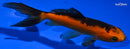 4.75" WAKIN GOLDFISH