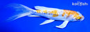 7.25" GINRIN KIKUSUI BUTTERFLY