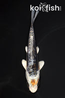 5.25" BENI KIKOKURYU