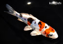 6.5" HEISEI NISHIKI
