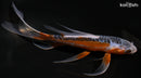 7.75" SHUSUI BUTTERFLY