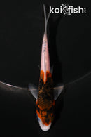 4.25" GOROMO