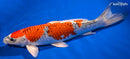 15" KUJAKU