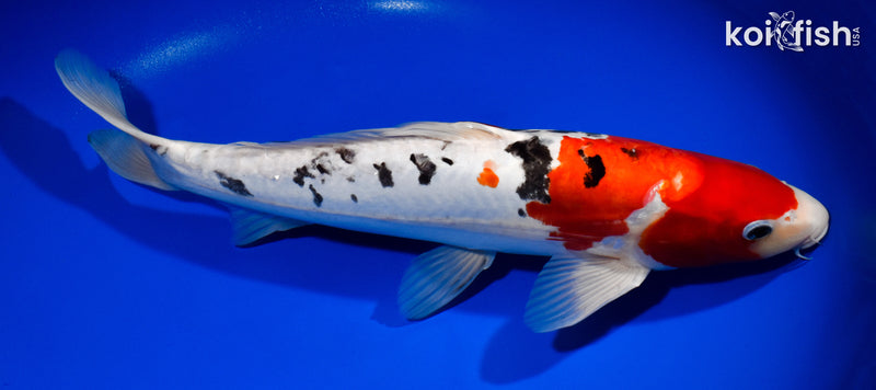 14.5" DOITSU SANKE