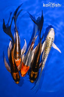 PACK OF (5) 5-6" BUTTERFLY KOI