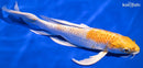 9.5" LEMON HARIWAKE BUTTERFLY