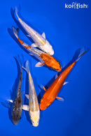 PACK OF (5) 4-5" STANDARD KOI