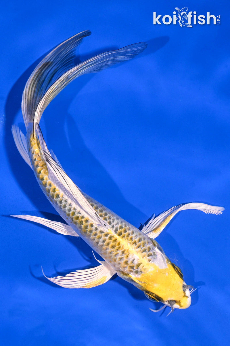 Yellow Koi Fish for Sale | Koi Fish USA – Page 8