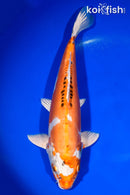 13.75" DOITSU KUJAKU