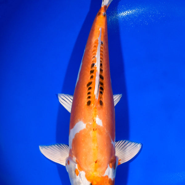 Koiページ Black Koi Fish for Sale | Koi Fish USA – Page 6