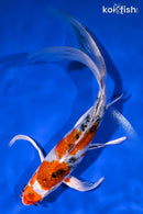 8.5" YAMATO NISHIKI BUTTERFLY