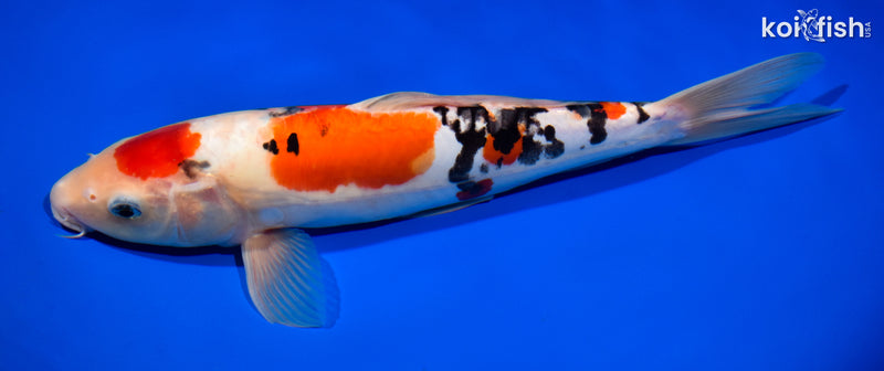11.75" MARUTEN DOITSU SANKE