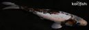 11.75" BENI MATSUKAWABAKE