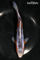 7.25" SHUSUI