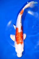 11.5" KIKUSUI