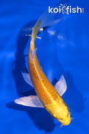 5" YAMABUKI OGON BUTTERFLY